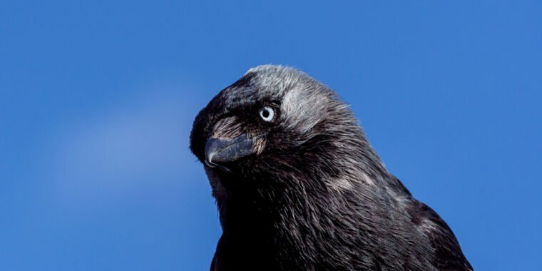 Corvids appear to deal with short-term reminiscences the way in which we do