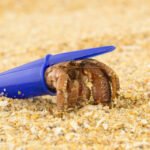 Hermit crabs discover new properties in plastic waste: Shell scarcity or intelligent alternative?