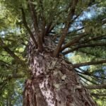 Redwoods are rising nearly as quick within the UK as their Californian cousins