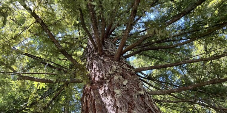 Redwoods are rising nearly as quick within the UK as their Californian cousins